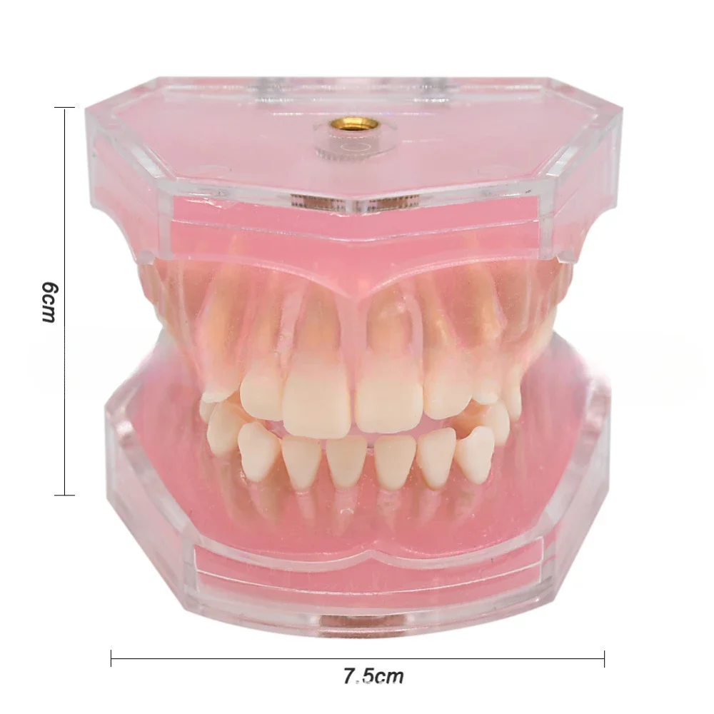 

Dental Model Standard Training Technician Practice Model Soft Gum 28 Removable Teeth Adult Study Demo Teaching Dentist Equipment