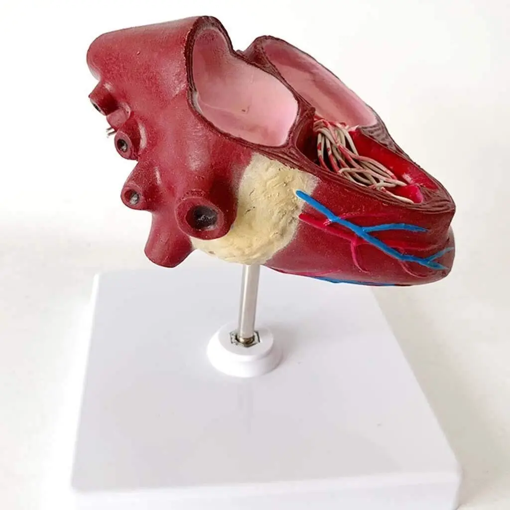 Animal visceral anatomy model for teaching dog pathology Visceral parasite model