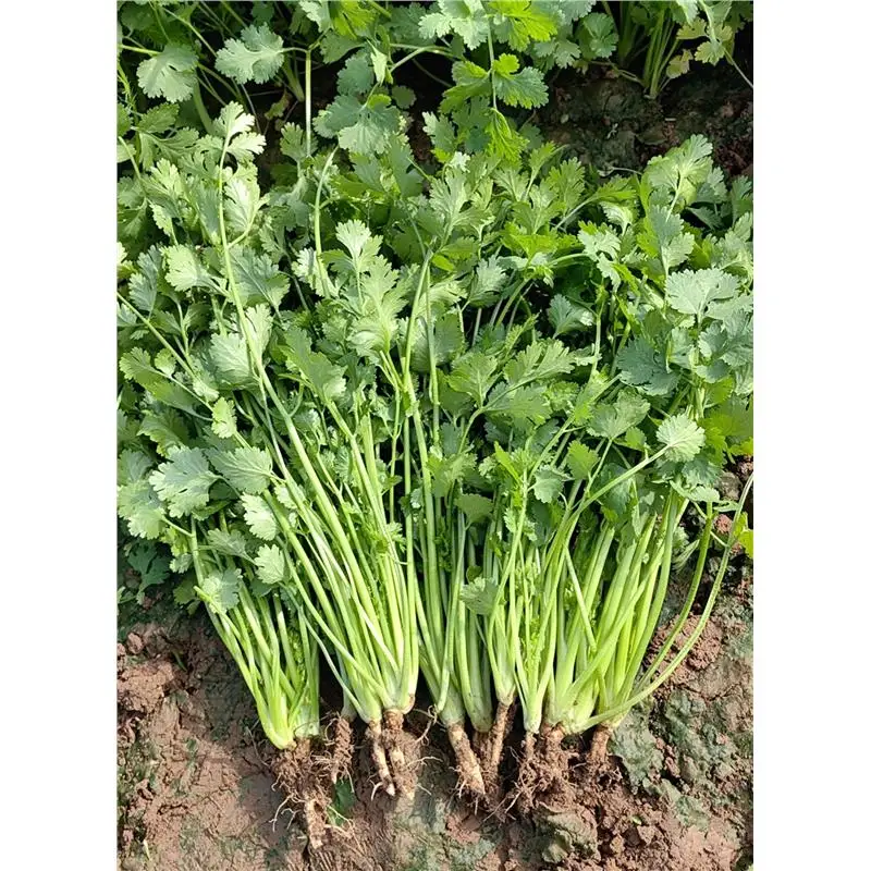 Coriander Seeds, Four Seasons, Cold-Resistant and Old Varieties, Heat-Resistant, Large Leaves, Easy to Plant, Balcony Garden ...