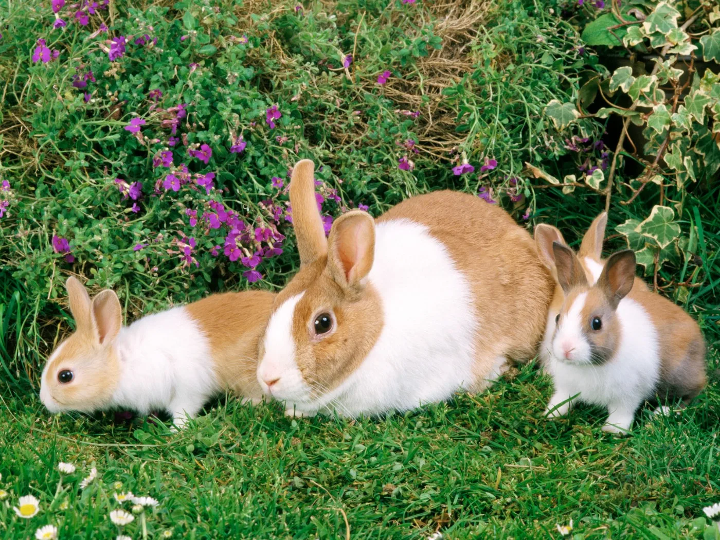 ยางรถ RC Rock Crawler ขนาด 128x48 มม. 2.2 นิ้ว 4 ชิ้น สำหรับ Axial Wraith/KM5 |   ล้อยางสำหรับขับขี่ออฟโรด |   โมเดลรถออฟโรด 1/10 สเกล