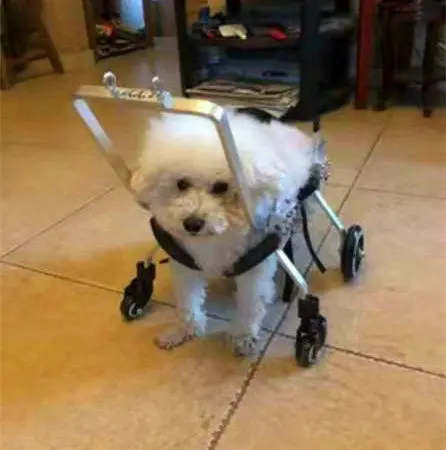 Four-wheeled pet hemiplegic dog car front leg disability car quadriplegic dog auxiliary car