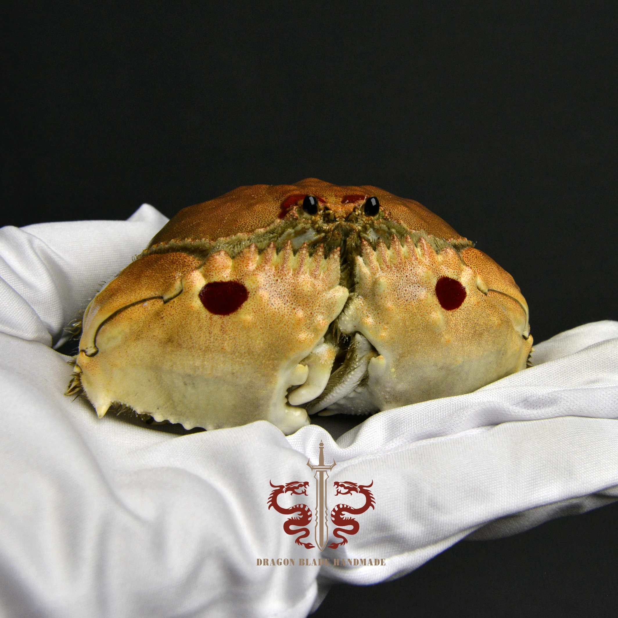 Crab specimen Calappa philargius, museum-quality taxidermy & display box, Collection Home Decor Ornament Desk Decoration