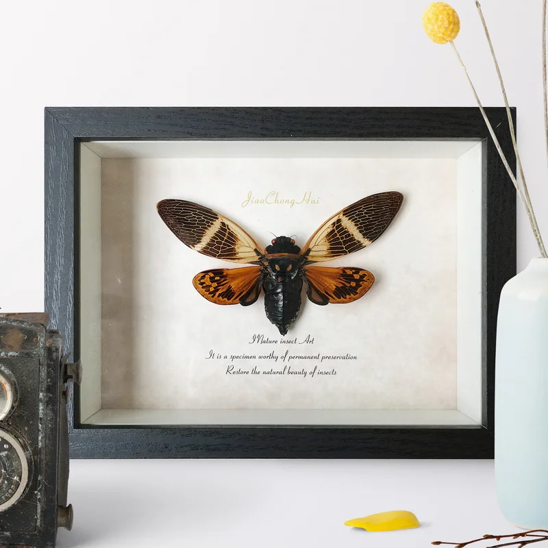 Color Cicada Knows the Frame, Retro Painting, Home Decoration, Wall Hanging, Creative Birthday Gift, Insect Specimen