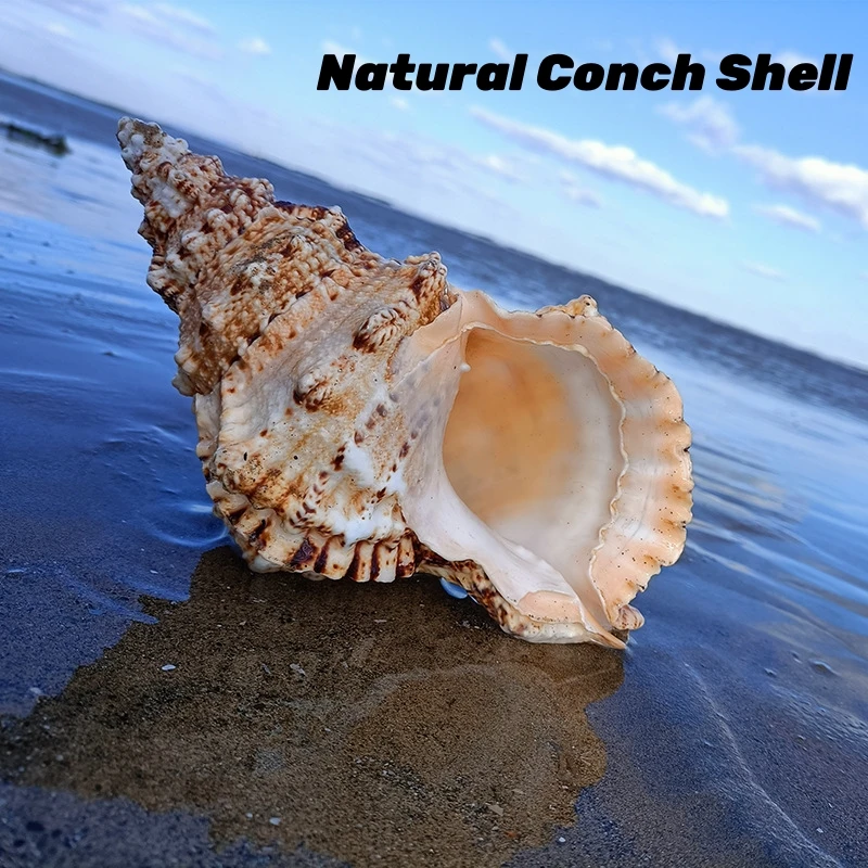 What Makes a Natural Conch Inside Shell the Perfect Statement Piece for Home and Event Decor?