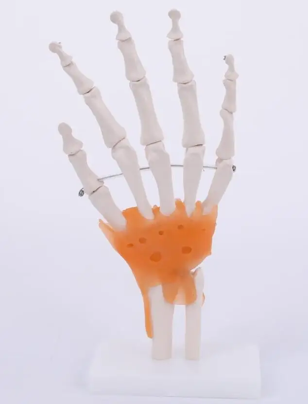 Medical Science Human Hand Joint Skeleton Models Human Hand Joint Bone Model