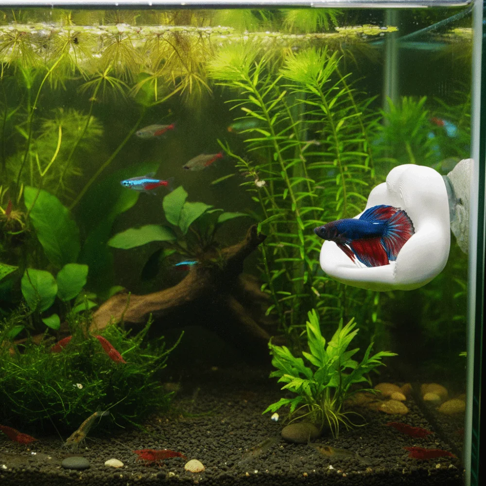 3D Printing Cloud Shaped Fish Tank Platform Creative with Suction Cup Betta Fish Hammock Plastic Durable Betta Resting Platform