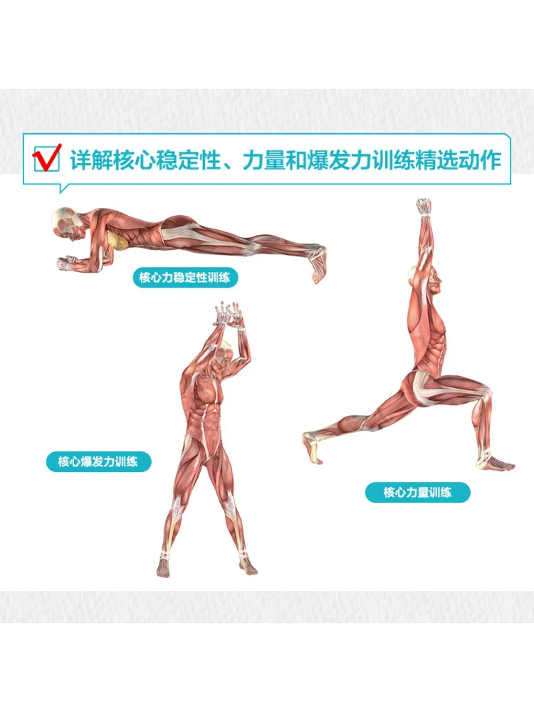 Książka-Winshare Core Training Anatomy Wall Chart