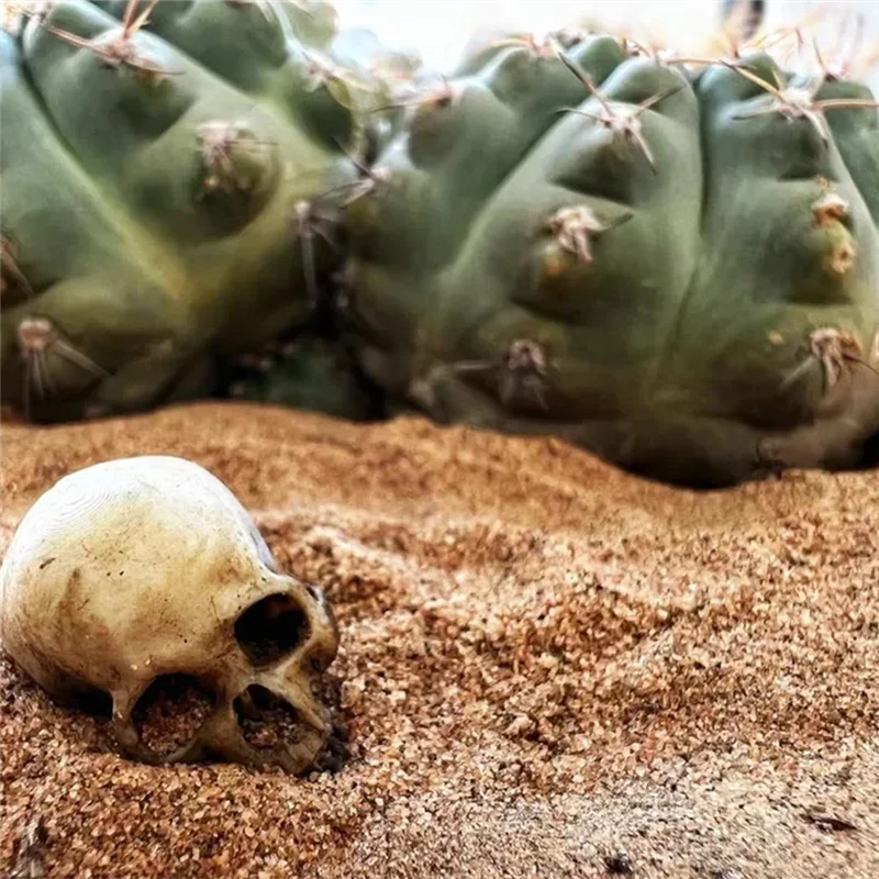 X18A-Figurines 1:12 Schaal Miniatuur Schedel Modellen Hoge Kwaliteit Voor Halloween Voor Huisdecoratie Poppenhuis Planten Aquariums
