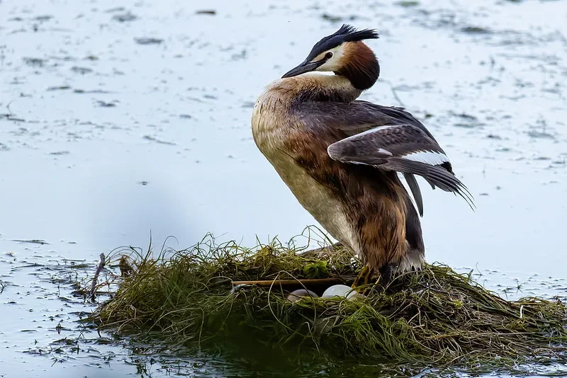 

Бесщеточный двигатель BETAFPV LAVA Series 1506, 4200 кВ (кабель 34 мм/80 мм) — аксессуар для гоночного дрона БПЛА