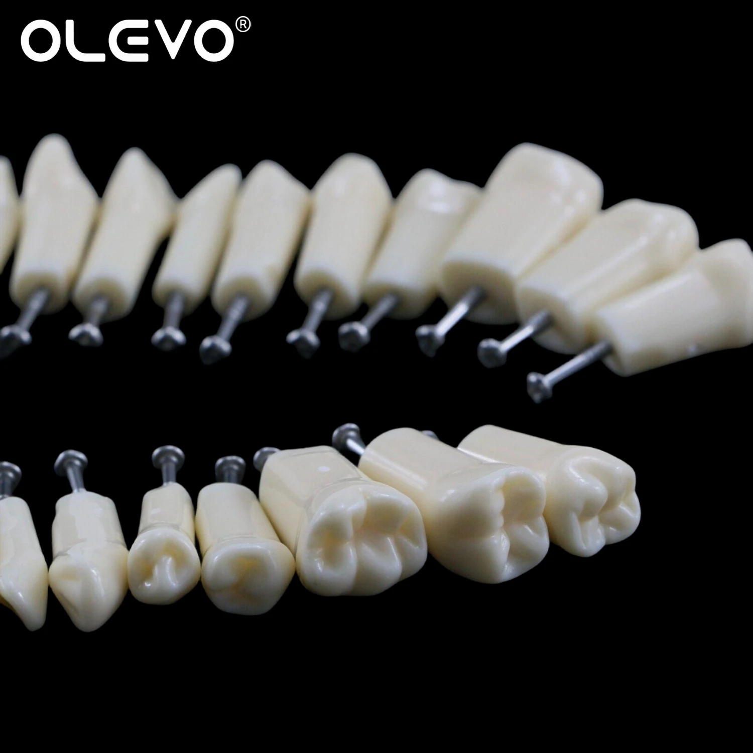 Dental Typodont Zähne Modell Abnehmbare Individuelle Einschraubbare Harz Prothese Praxis Zahn für Nissin Zahnarzt Lehr Zubehör – Detail 9