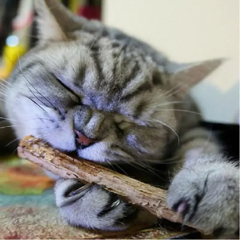 Oitabi 10/15/20/25/50Pcs Natural Catnip Pet Cat Toy Molar Toothpaste Branch Cleaning Teeth Silvervine Matatabi Cat Snacks Sticks