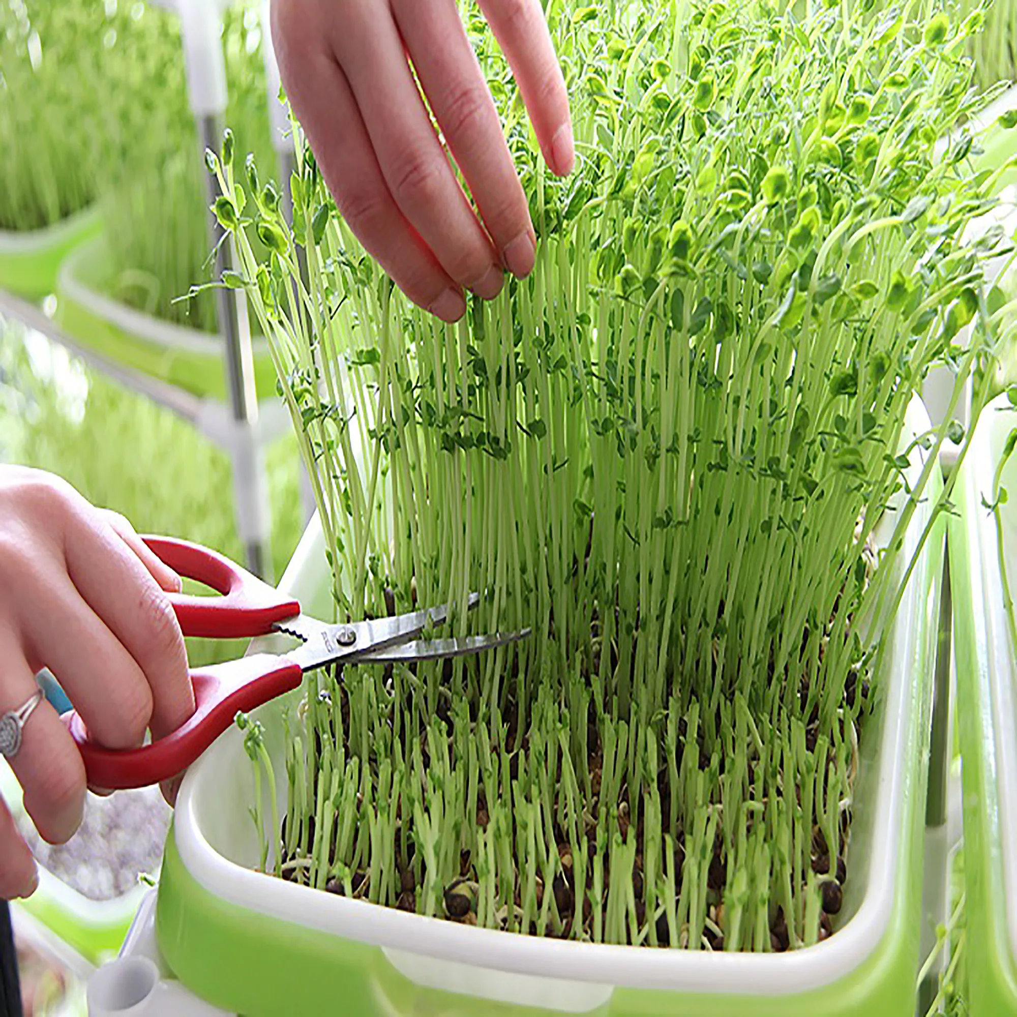 Bean Sprouts Hydroponic tray Seedling Tray Planting Dishes Growing Vegetables seedlings Garden Nursery Pots