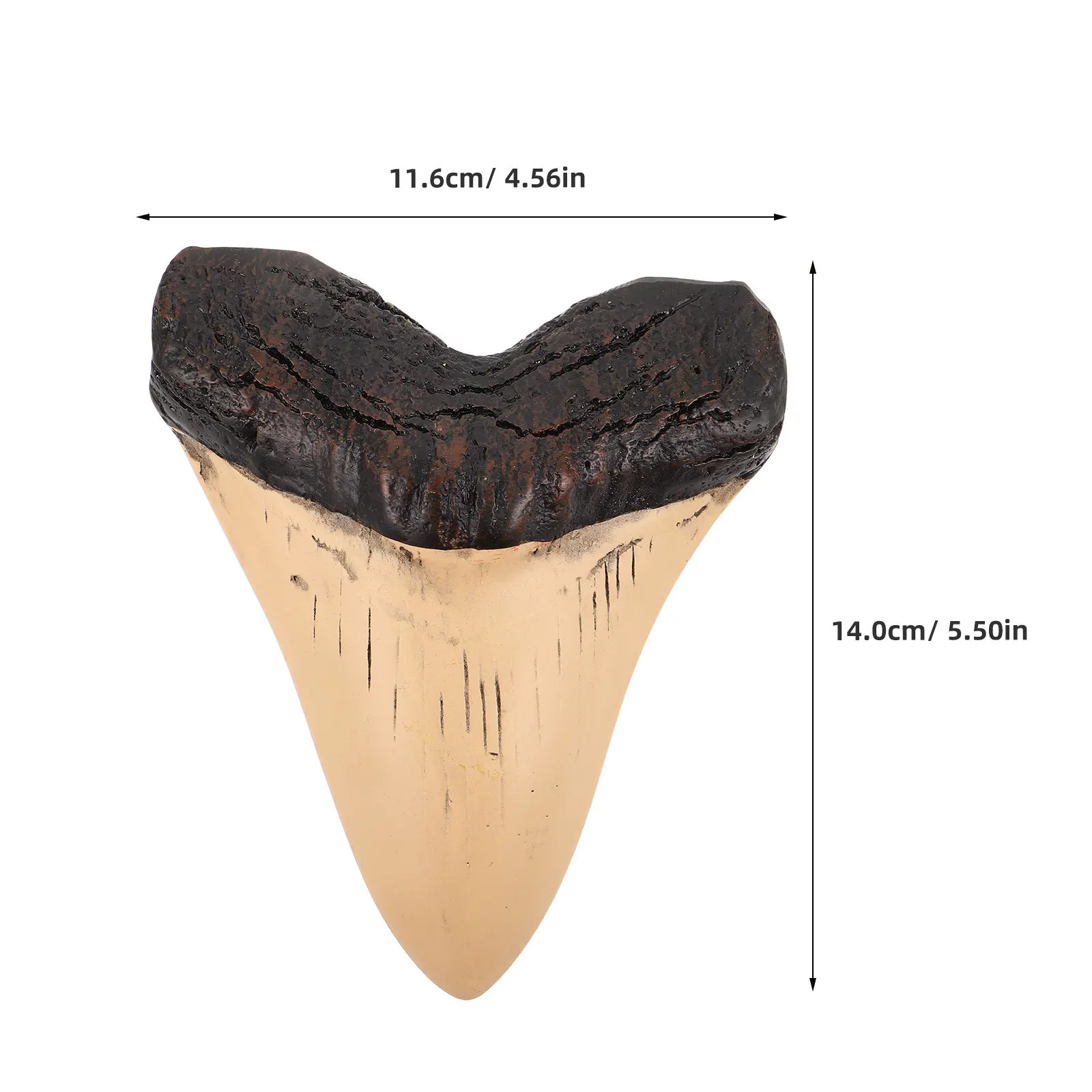 Megalodon Tooth Resin Shark Tooth Fossil Specimen for Nautical Ocean Decor Educational Shark Lover Gift Display