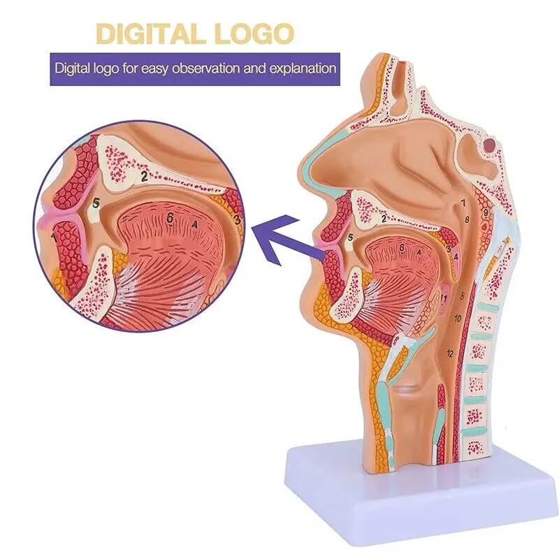 Modelo de anatomía de garganta de cavidad Nasal, modelo anatómico humano, modelo de laringe de faringe