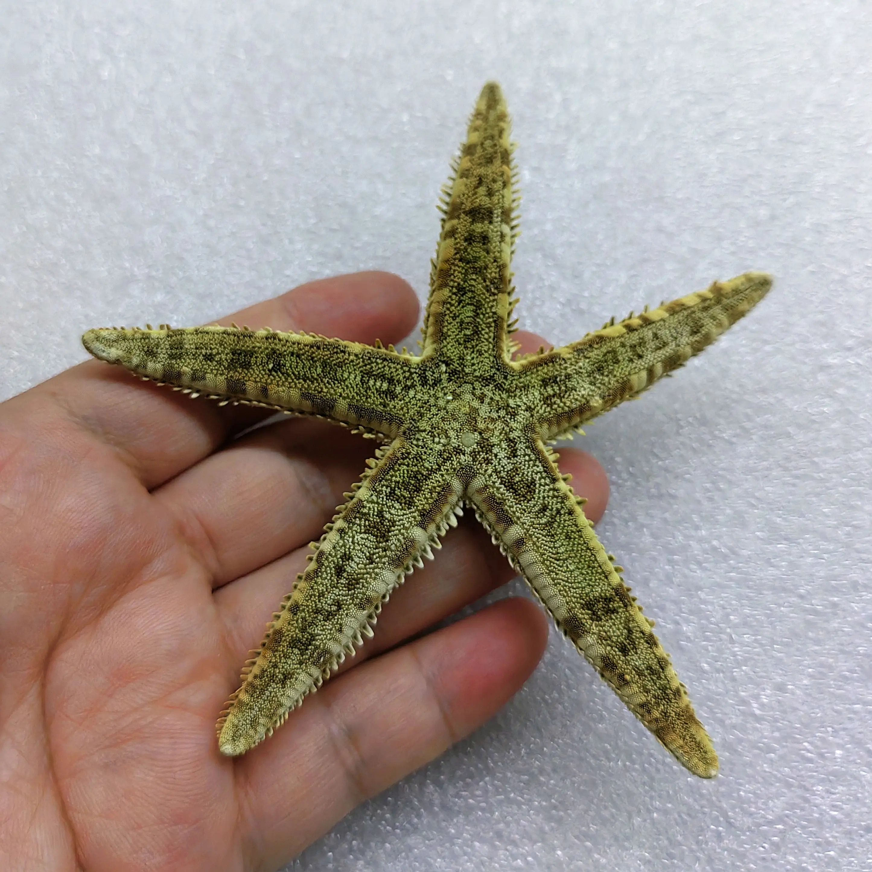 1pc Natural Starfish Seashell Beach Craft Natural Sea Stars DIY Beach Wedding Decoration Crafts Home Decoration