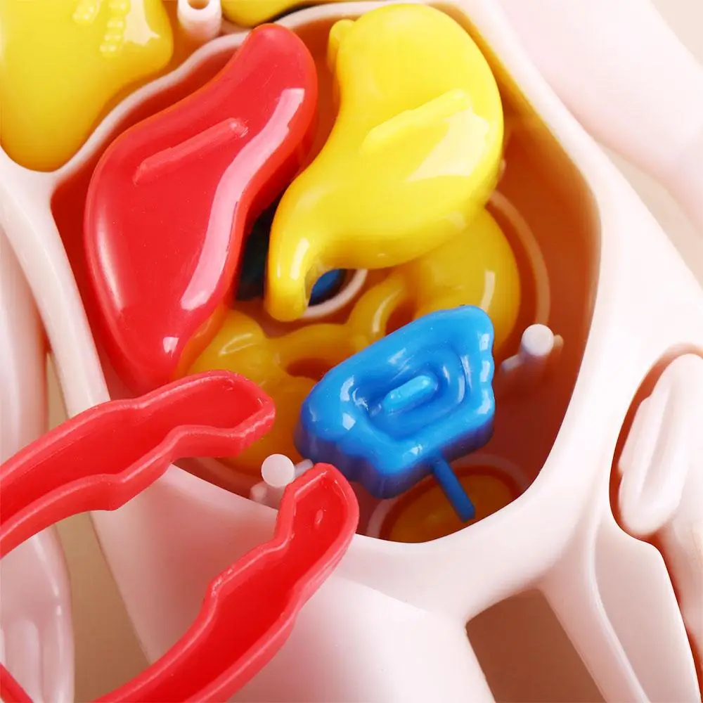 Anatomie Speelgoed Geassembleerd Speelgoed Menselijk Lichaam Pop Menselijk Lichaam Anatomie Speelgoed Menselijk Lichaam Orgaanmodel Menselijk Orgaanmodel Menselijk Orgaanmodel Menselijk Lichaamsmodel