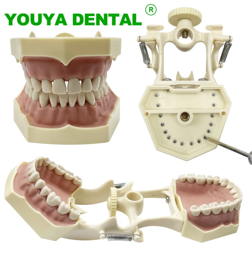 Dental Model Teeth Teaching Model Dentistry Demonstration Model With Removable 32teeth Technician Practice Typodont Model
