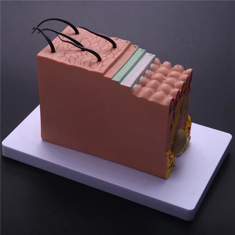 

2X Skin Model, 35X/50X Skin And Hair Structure Enlarge Model Anatomical Model Anatomy-A73I