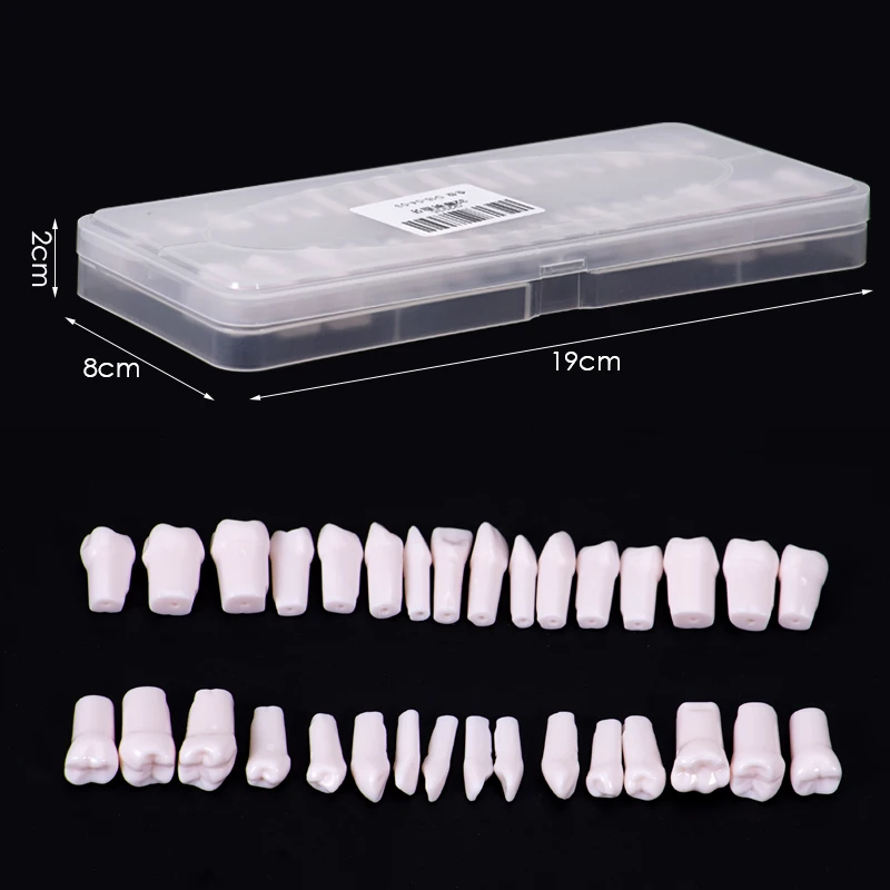 

32pcs/set Dental Tooth Model Full Mouth Removable Resin Denture Tooth Model with Screwdriver for Dentistry Practice Training