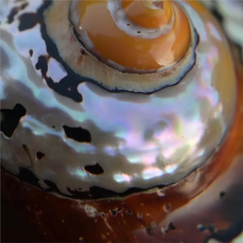 [NEWA08R】 2Pcs Hermit Crab Shells Medium To Large, Conch, African Sarmaticus Shell Seashells For Beach Theme Decoration