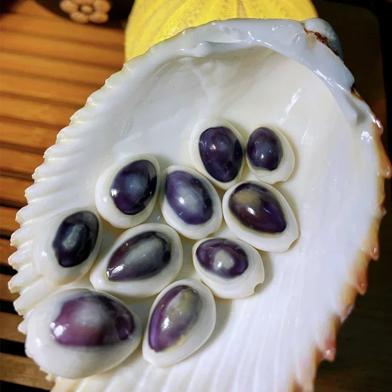Sea Urchin Treasure 1-2 Cm Shell Conch Collection Specimen Natural Shell
