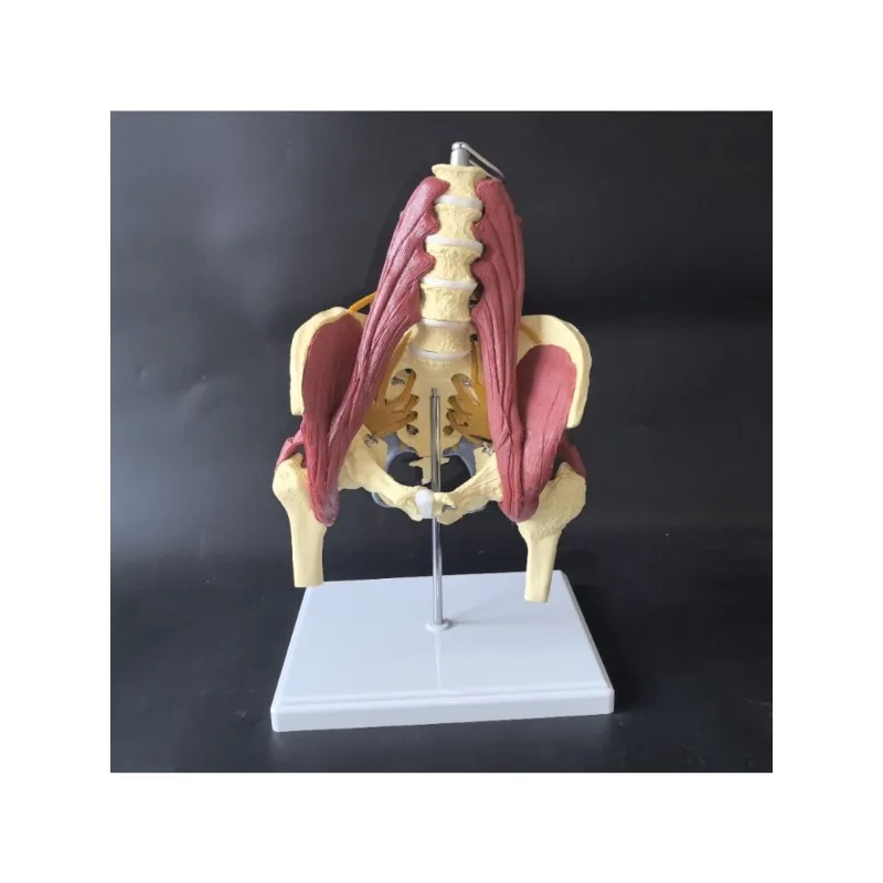 

Анатомия человека, поясничный отдел позвоночника с мышцами и нервными полосками, тазовая кость, мышцы тазового дна, сакральная кость, медицинская анатомическая модель
