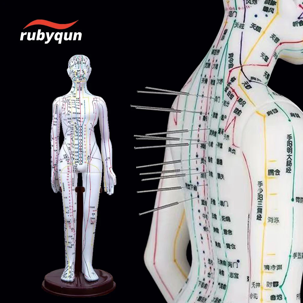 Female Male Acupuncture Model 40CM with Chinese Points  PVC Medical  Human Body Meridians Models Science Teaching Tools Dropship