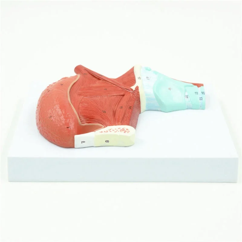 Anatomical model of human tongue muscle Medical teaching model