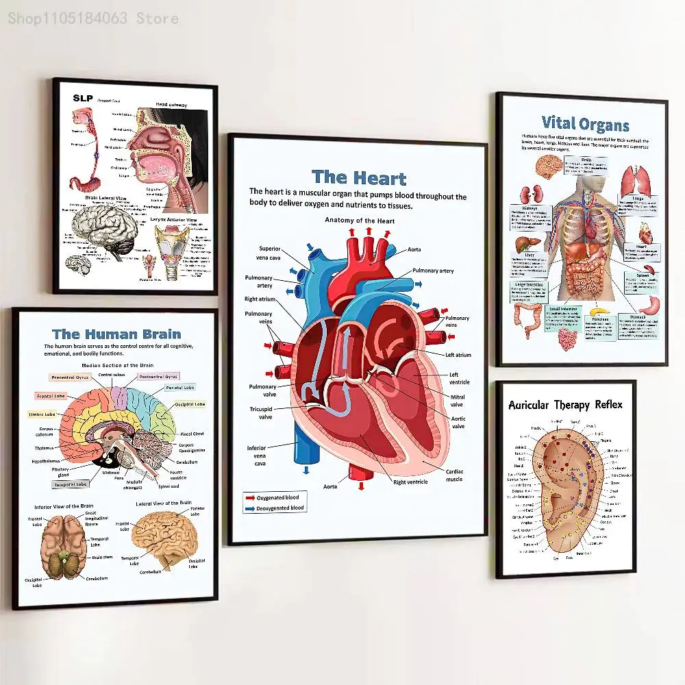 

Oral Cavity Ear system Anatomy Print Poster Prints Wall Art Picture Painting Gift Living Room Restaurant Bar Large Dec Sticker