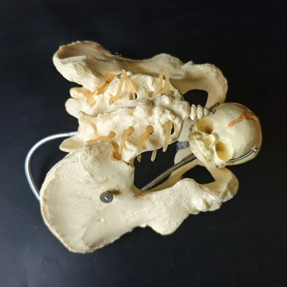 Female pelvic model natural large pelvic joint sacral pubic structure OB-GYN display stretchable pelvis