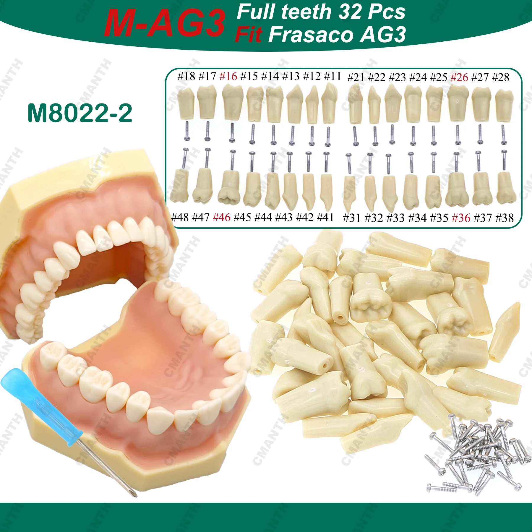

Fit Frasaco AG3 Typodont Dental Teeth Model Replacement Tooth Screw-in Practice Filling Soft Gum Gingivae Teeth Training Teach