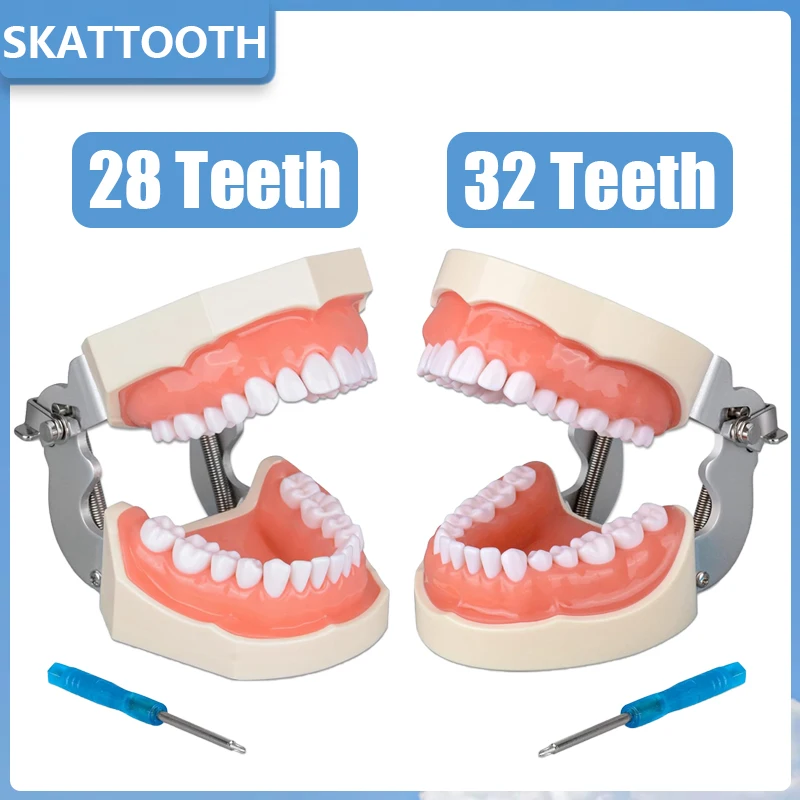 28/32 Teeth Model With Soft Gum Removable Standard Typodont Teeth Model Dental Teaching Model for Dentist Practice Training