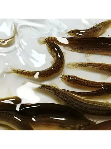 4PC New Loach Bionic Lure Lure Cockroach Soft Bait