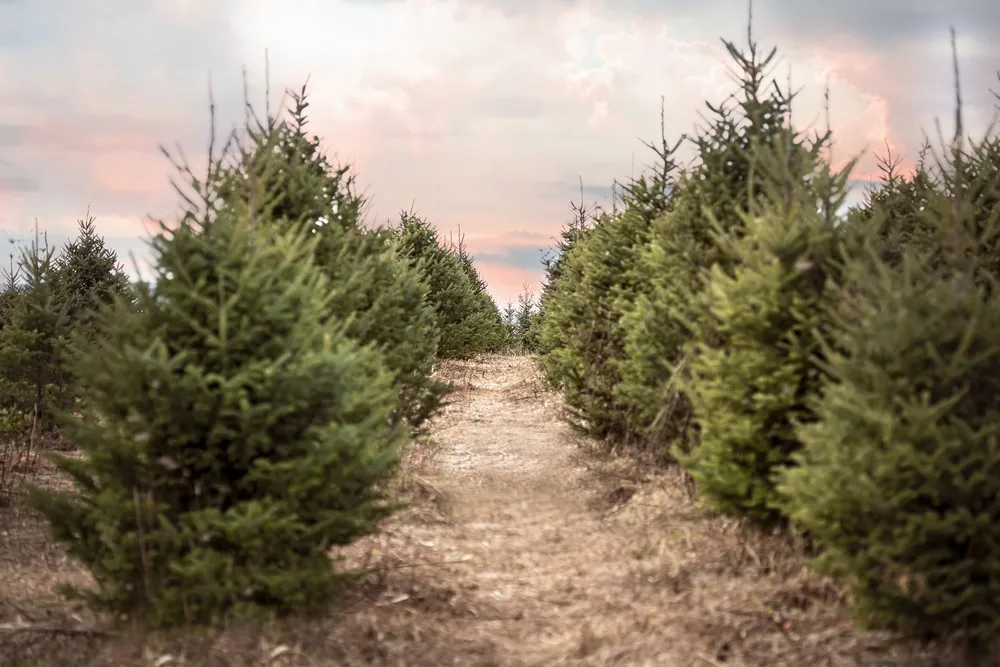 Christmas Tree Farm Sunset Evergreen  backdrops High quality computer print children kids Photography Studio Backgrounds