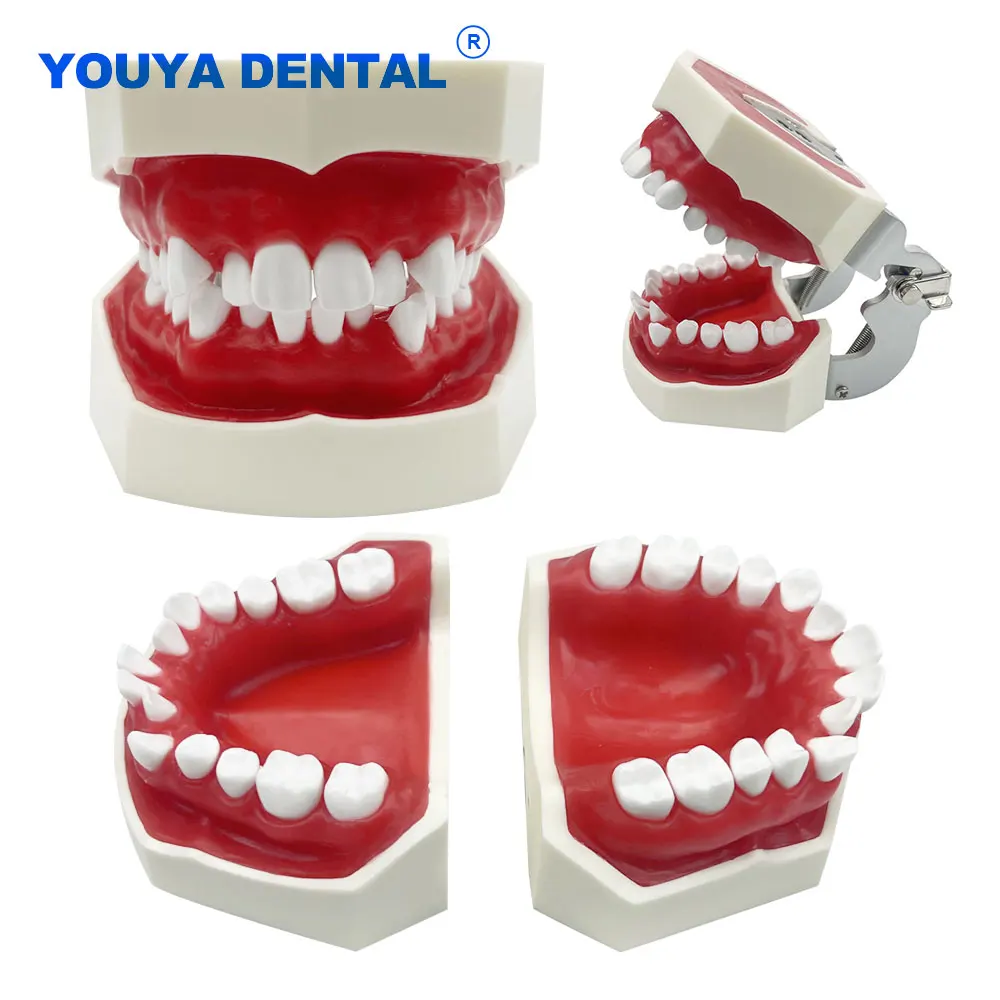 Orthodontic Teaching Typodont Model Dental Study Practice Teeth Model With Red Wax Gum Dentist Patient Demonstration Tools