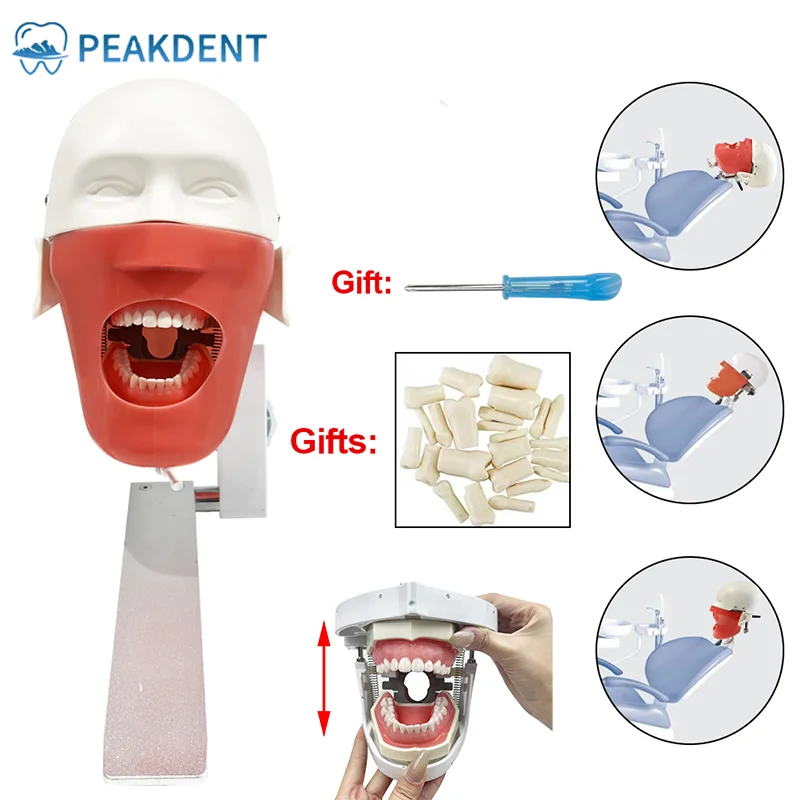 Typodont Dental Simulator Simple Head Model Dental Plug-in Head With Teeth For Dentist Students Dentist Practise Model