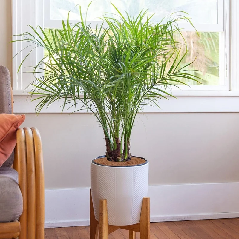 ألياف جوز الهند حلقة شجرة حامي حصيرة ، حماة نبات جوز الهند من الحيوانات ، نبات الحماية ، مهاد "، 12