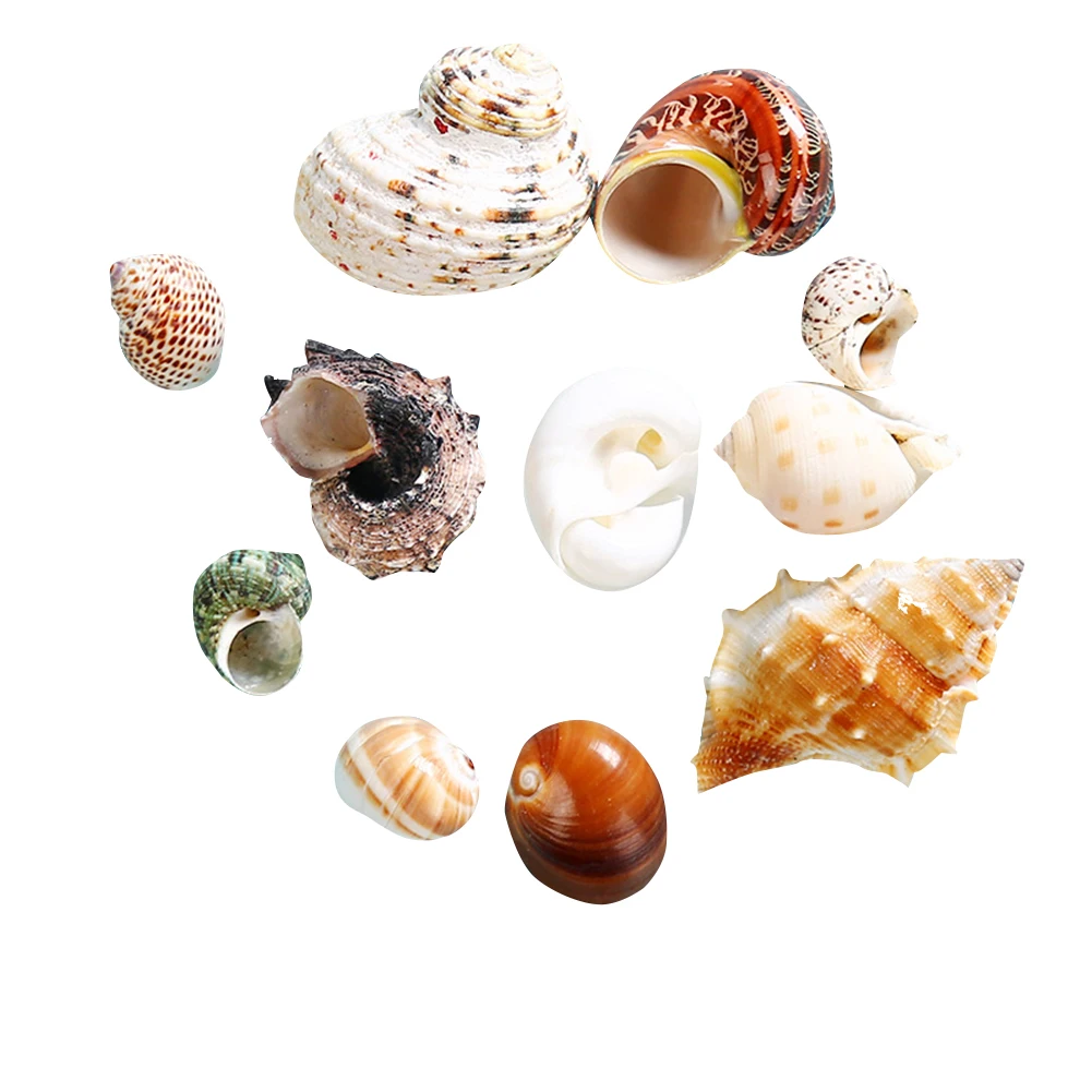 11pcs Hermit Crab Shells Medium Small Growth Seashells Sea Shell For Hermit Crabs Fish Tank Decoration