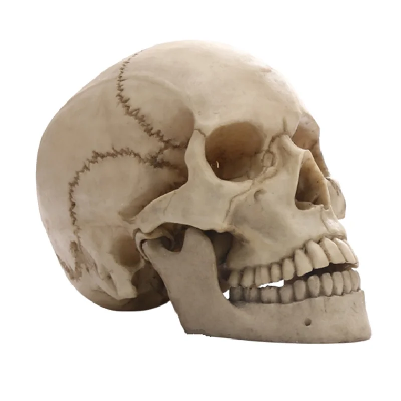 Human Skull Statue for Home Decor Resin Figurines Halloween Decor Sculpture Medical Teaching Sketch Model Crafts