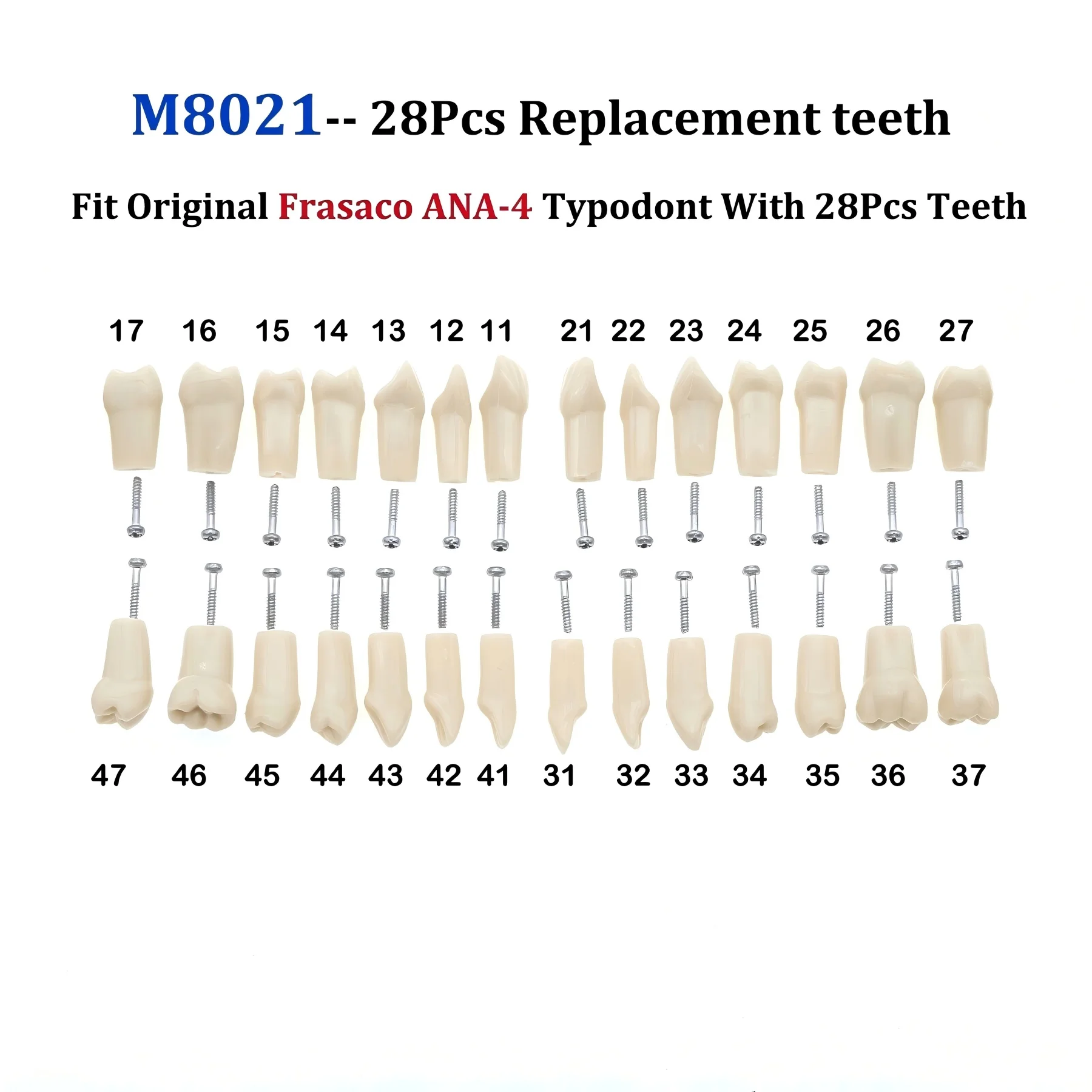 Dental 28Pcs fit Frasaco ANA-4 Typodont Replacement Screw-in Teeth Model M8021