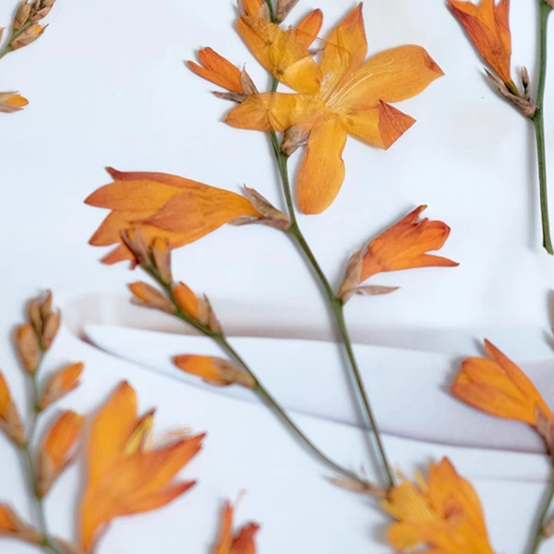 5-10cm/12pcs,natural pressed orchid Flower,dried renanthera branches DIY photo frame bookmark desk lamp phone case decorations