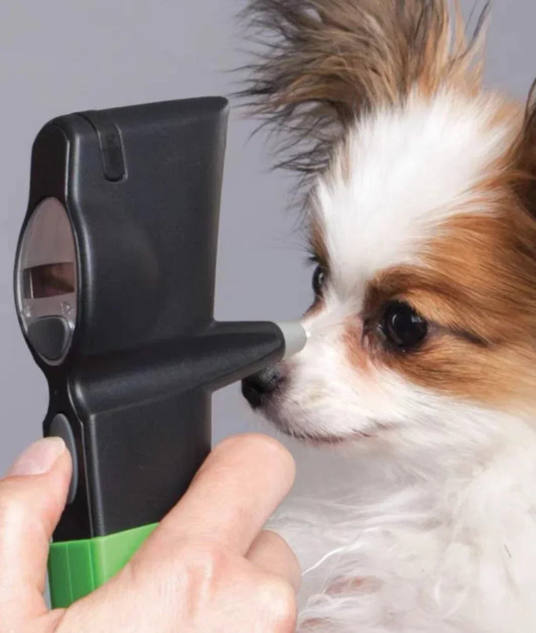 الحيوانات الأليفة فقط، مقياس توتر ICare، مسبار إبرة الضغط الارتدادي