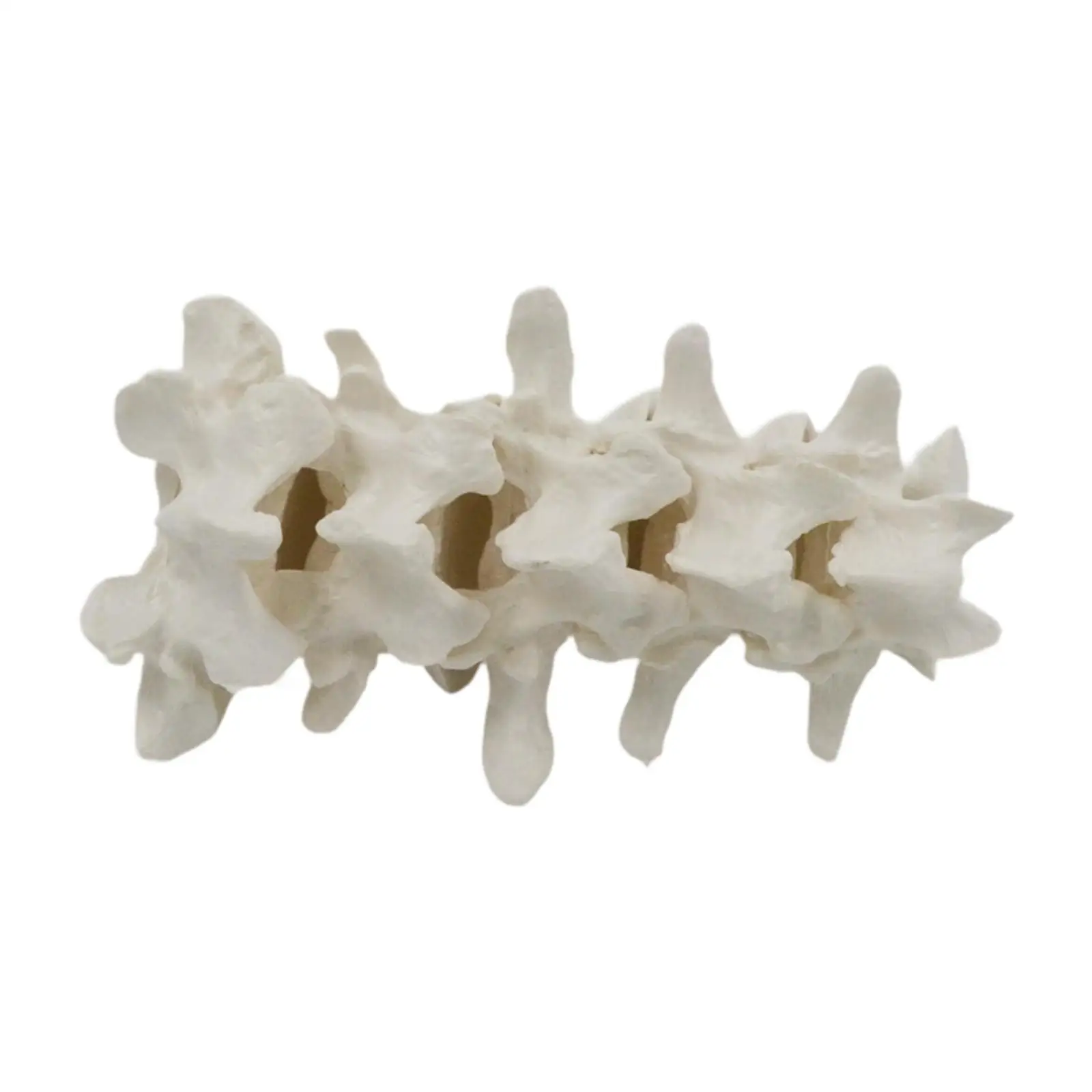 

Human Lumbar Spine Demonstration Model Experiment Biology for Office Toy
