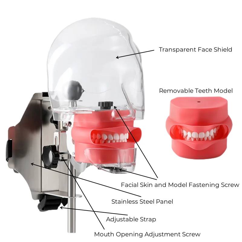 JUMTOP Dental Simple Head Model Practice Training Simulator Phantom Head Typodont Removable