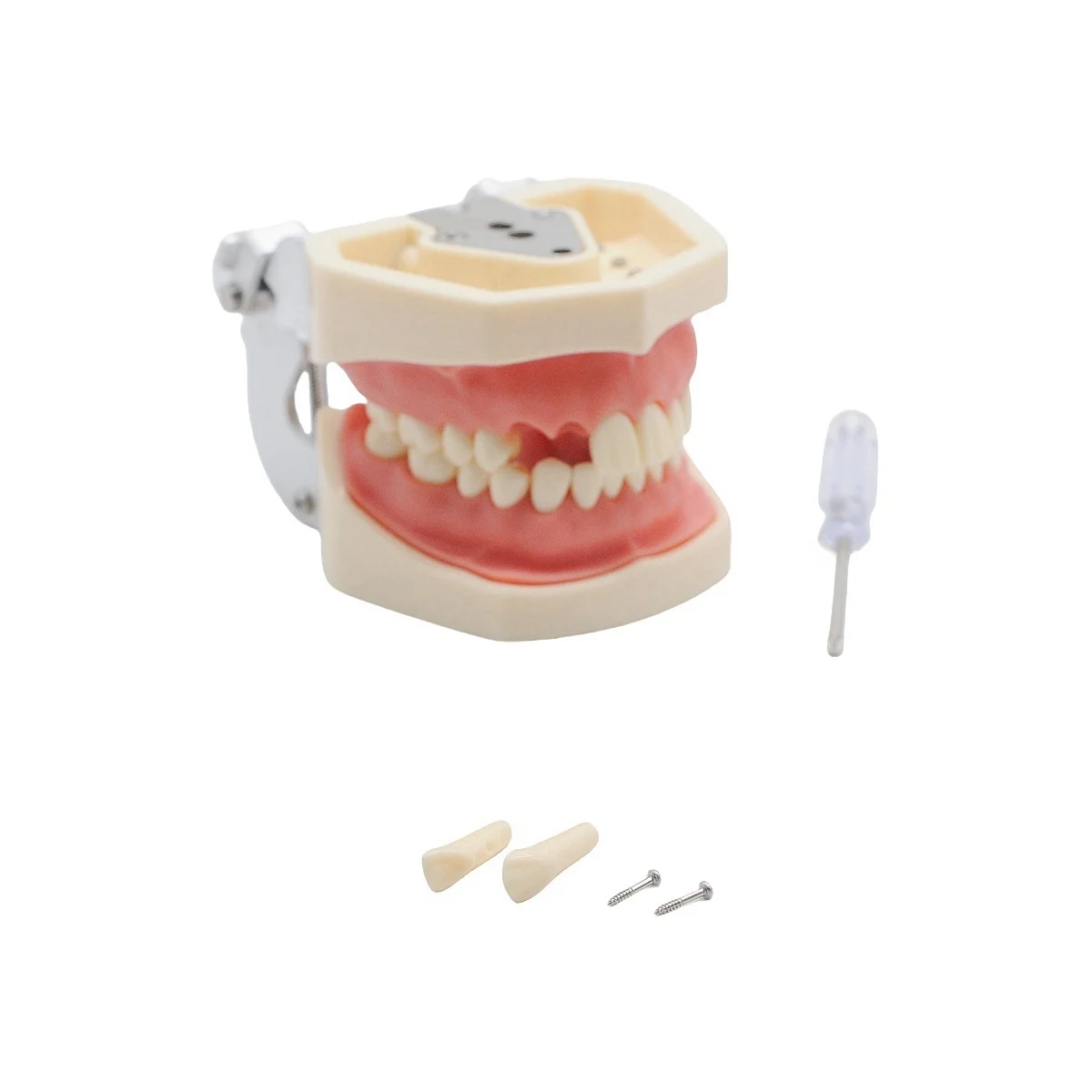 

28 Teeth Dental Student Practice Model with Removable 3D Soft Gum for Training Simulation Study Lab Teaching Tools