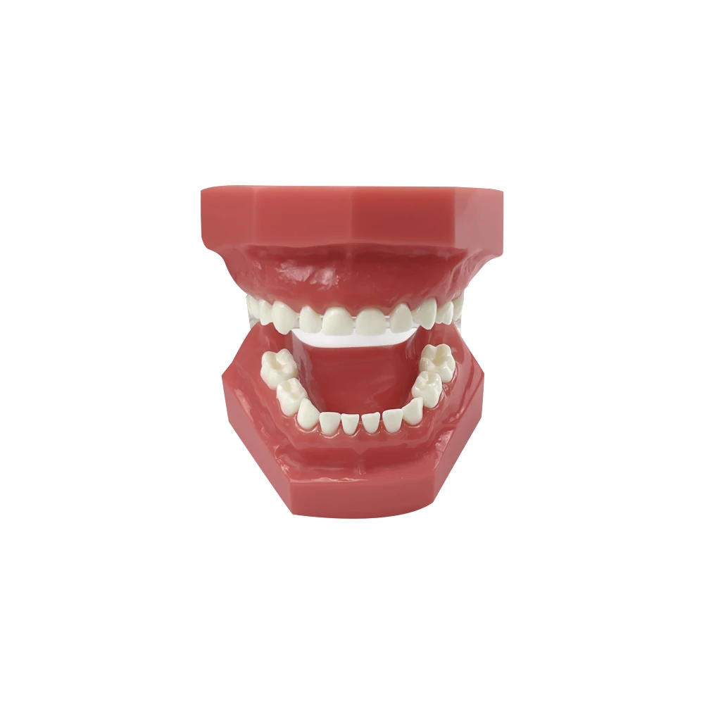 

Стандартная модель детских зубов с 20 зубами, основной/лиственный/детский зуб, детская стоматологическая модель зубов Typodont для изучения обучения, демонстрации