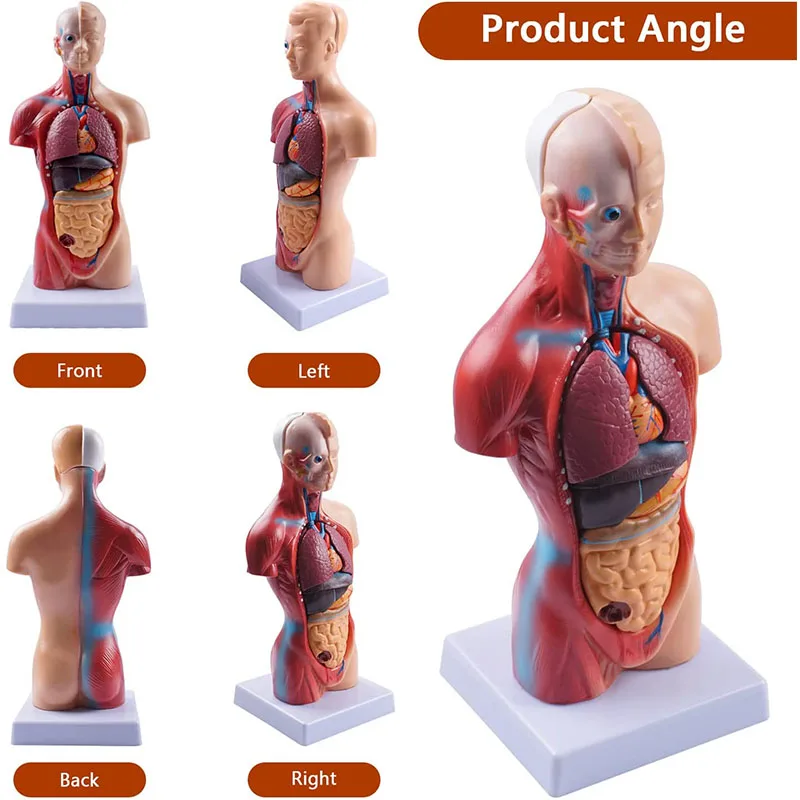 Imagem -06 - Torso Médico do Corpo Humano Modelo de Boneca 15 Peças Removíveis Órgãos Educação Modelo Anatomia para o Ensino Ferramenta Estudo