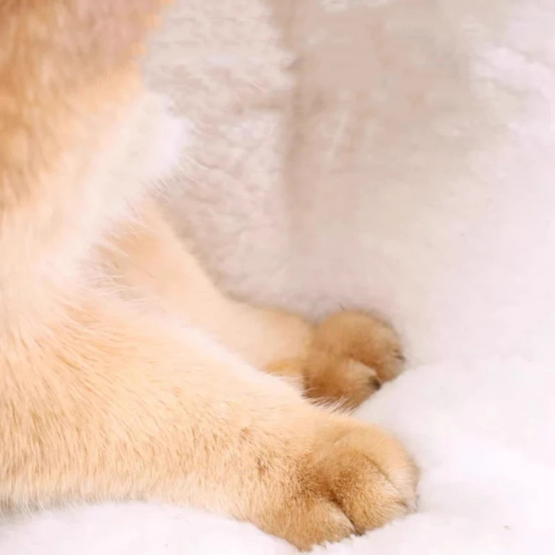 بيت بيت الكلاب الأليفة والقطط، بيت المعكرونة الفورية الكبيرة جدًا، سرير عش الكلاب والقطط الدافئة، كوب مريح #6