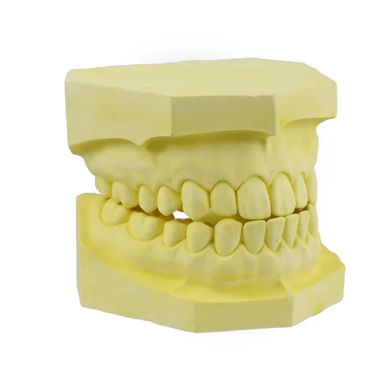 

Dentist Gypsum Model Teeth Full Port Super Anhydrite Material Dentures Model Dentistry Demonstration Tools