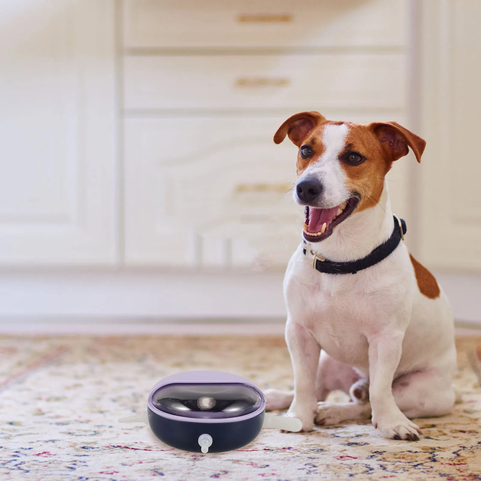 

Multi Pacifiers Puppy Feeding Bowl Baby Pet Feeder No Spill Kitten Milk Bowl Durable Puppy Feeder Dog Water Bowls for Sloppy